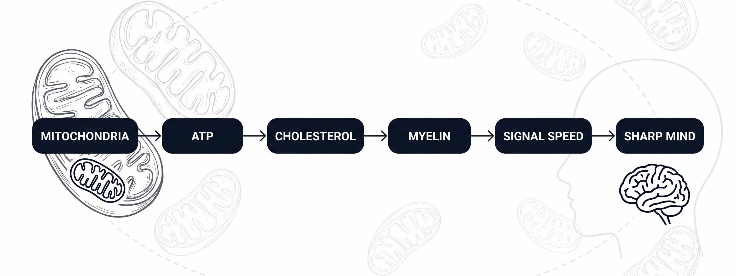 Mitochondrien und der Geist
