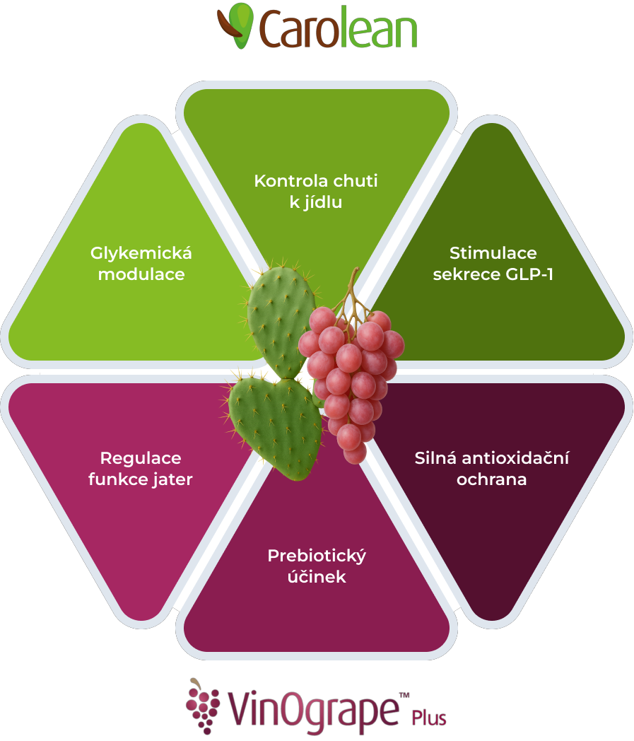 Charakteristika GLP-1.