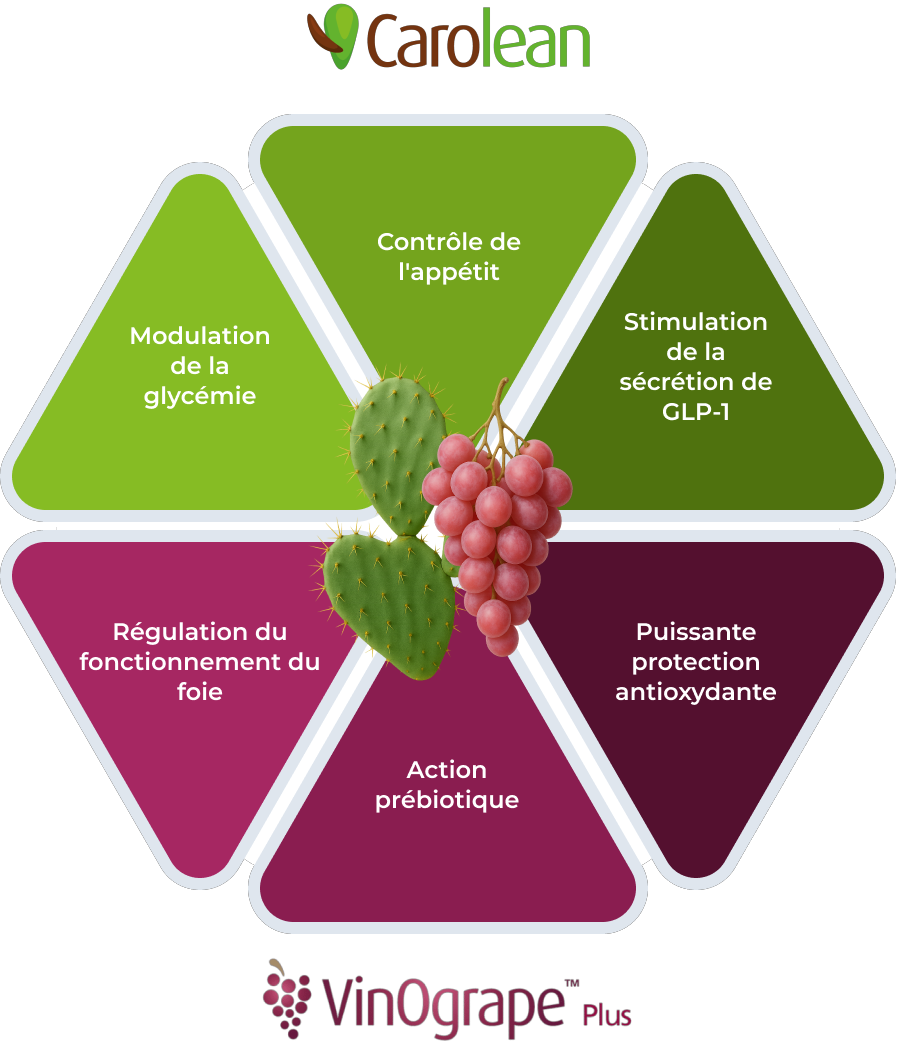 Caractéristiques du GLP-1.