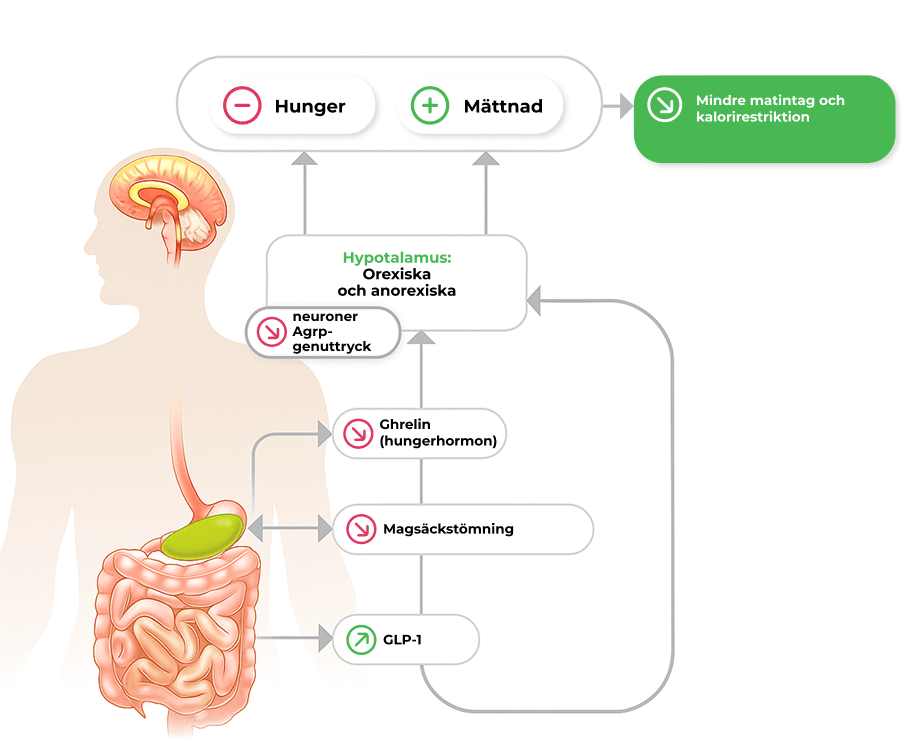 Ett diagram över orexigena och anorexigena sjukdomar, där neuroner och hormoner påverkar aptiten.