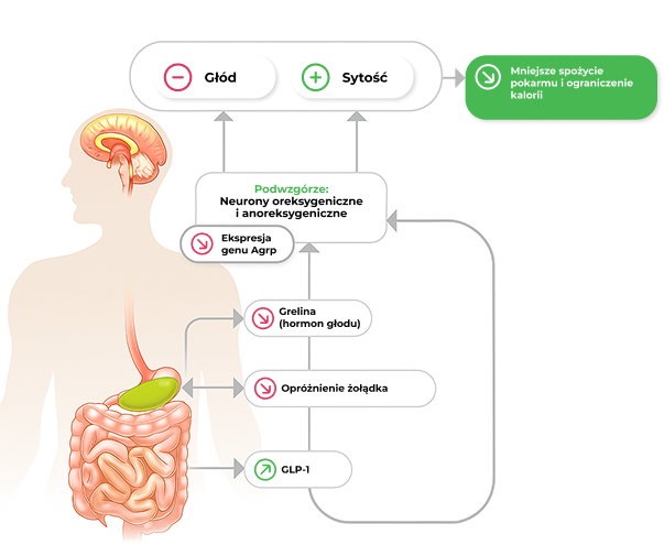 Diagram zaburzeń oreksygenicznych i anoreksygenicznych z neuronami i hormonami wpływającymi na apetyt