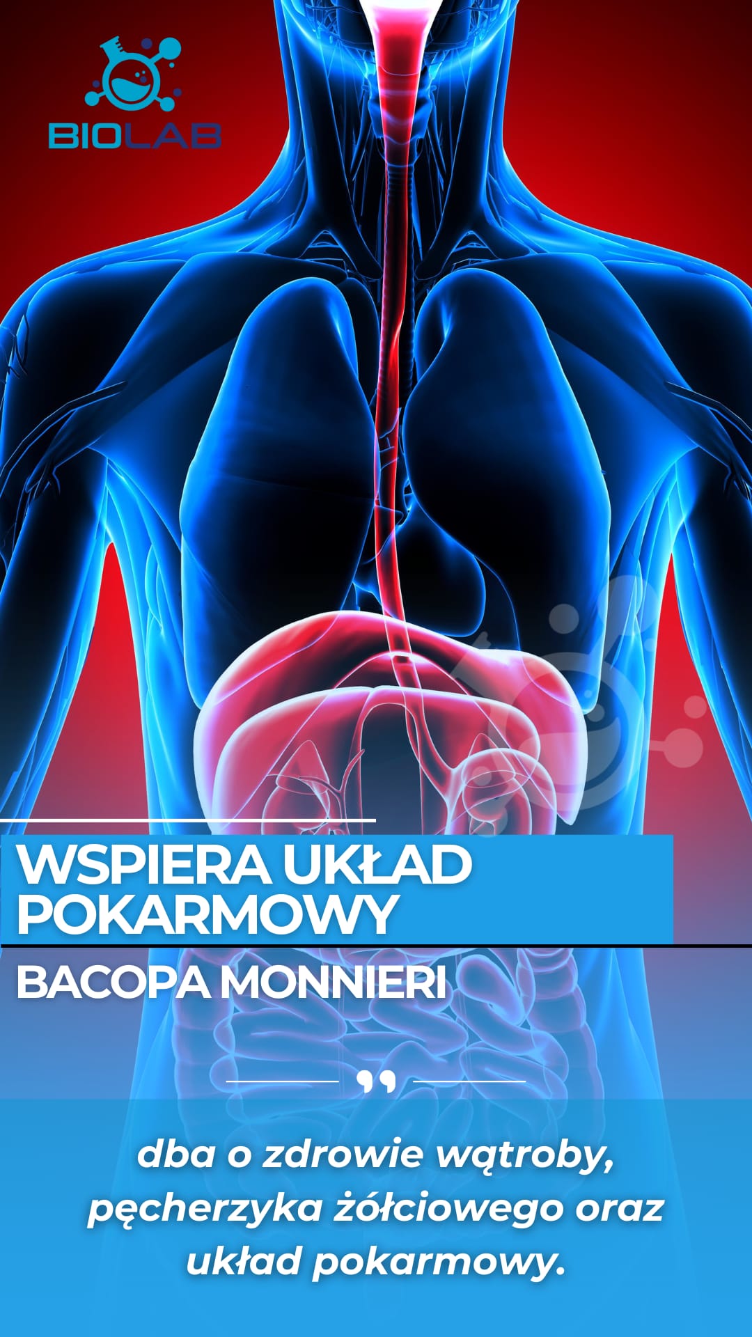 Bacopa Monnieri – wspiera koncentrację, pamięć i zdrowie wątroby