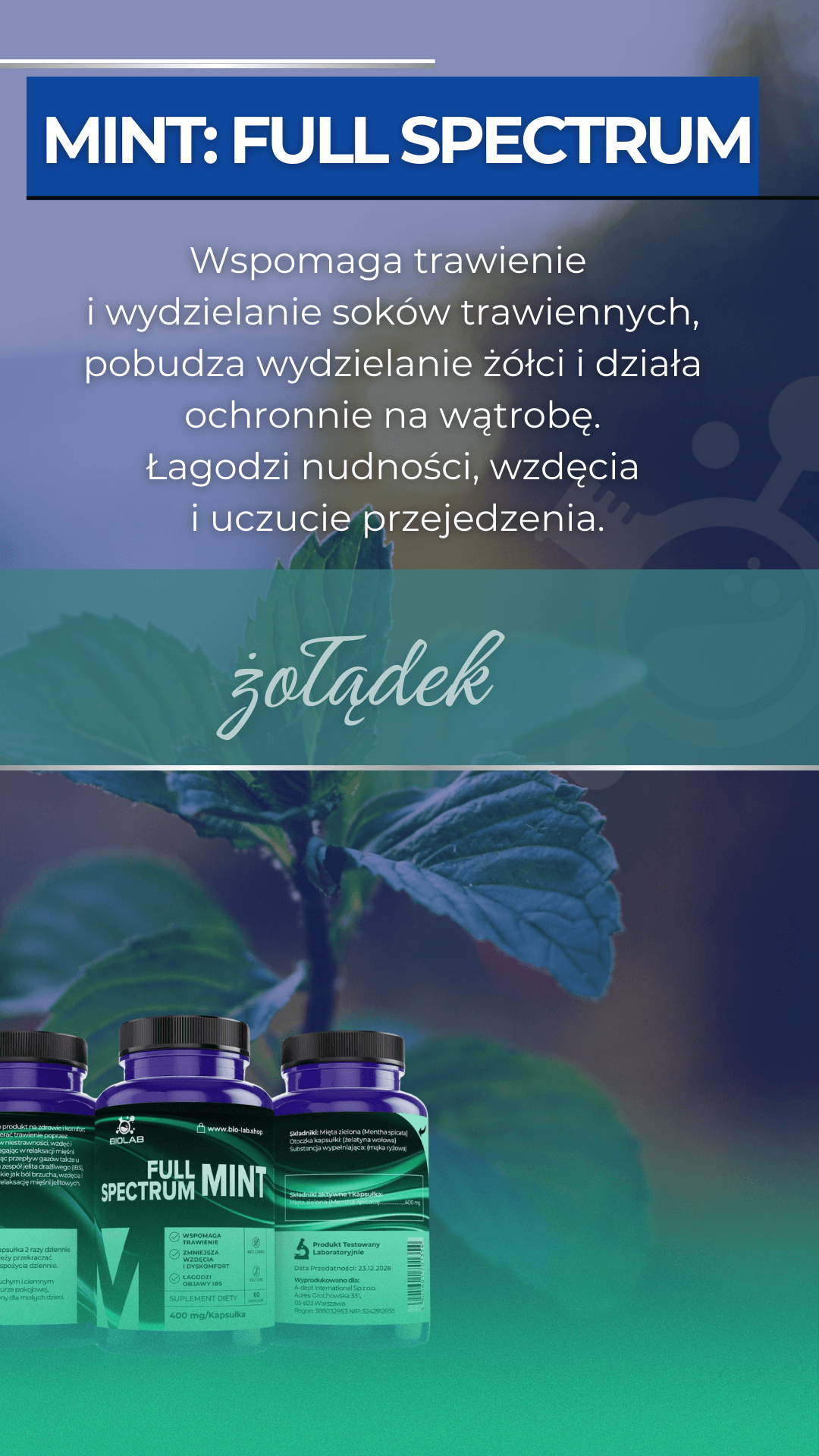mięta suplement diety