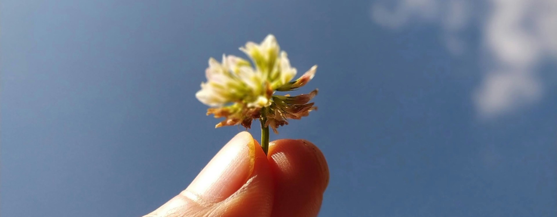 Allergi under kontroll – lär känna naturliga sätt att stödja skyddsbarriären